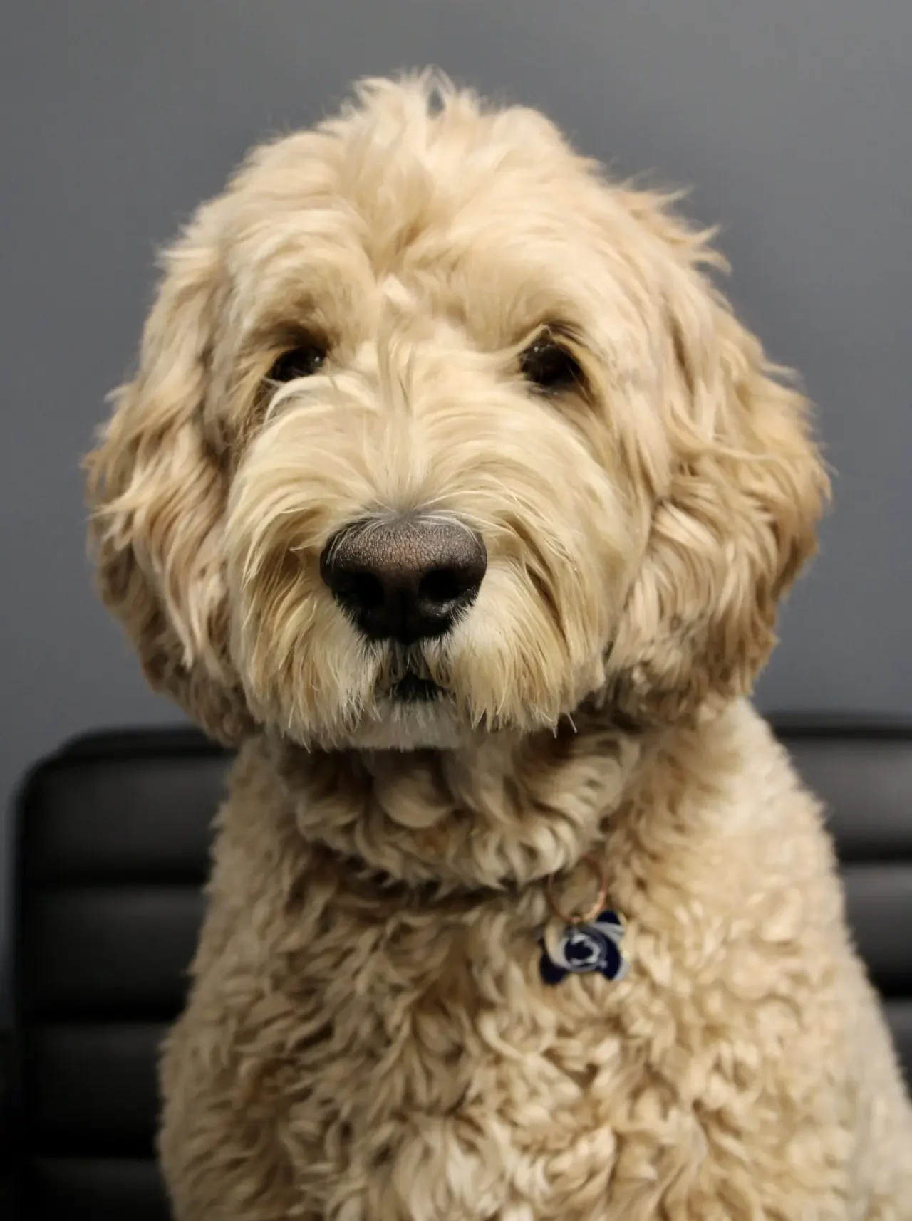 Portrait photo of a dog named Loky Sanner